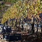 Quinta Do Medronheiro Rural
