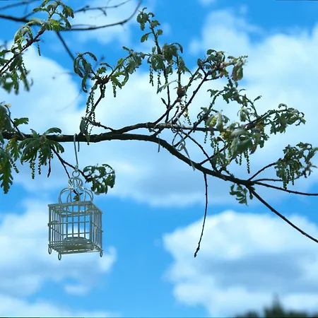 Kır Evi Quinta Do Medronheiro Rural Viseu