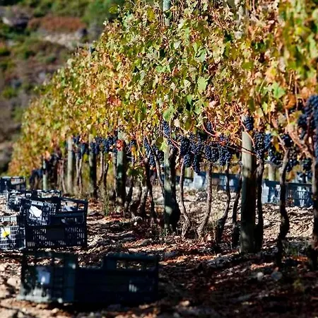 Quinta Do Medronheiro Rural Séjour à la campagne *