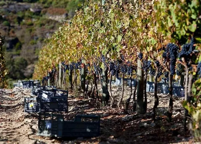 Quinta Do Medronheiro Rural